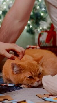 Cozy Moments with a Ginger Cat Surrounded by Holiday Decorations, Offering a Charming Glimpse of Winter Festivities and Feline Companionship.