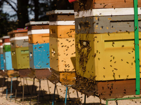 Swarm of Honeybees Flying Around Row of Colorful Wooden Beehives in Apiary, Professional Beekeeping and Honey Production Concept, Busy Insects Working Outdoor in Agriculture Farm Natural Environment.