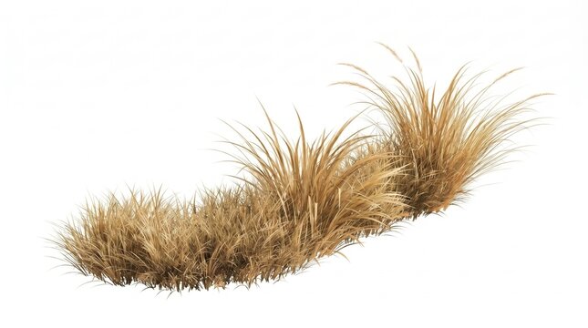 Dry golden grass tuft isolated on a white background with ornamental