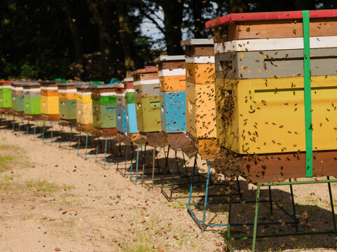 Long Row of Colorful Wooden Beehives in Apiary with Flying Honeybees Swarm, Professional Beekeeping Farm and Organic Honey Production Concept, Summer Daylight Outdoor Agriculture Industry Scene.