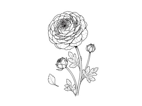Black and white sketch of a blooming ranunculus flower with buds