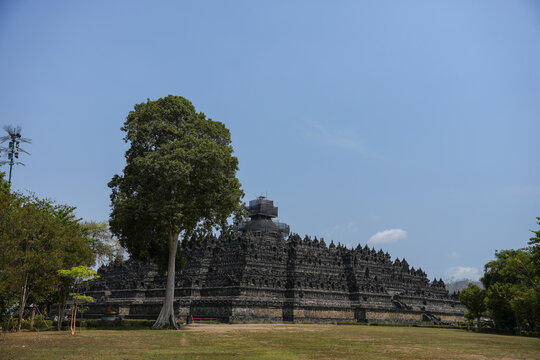 MAGELANG, INDONESIA - OCTOBER 21, 2026: A large tree stands before the tiered stone structure of Borobudur Temple, whose top stupa is covered in scaffolding, under a clear blue sky in Central Java.