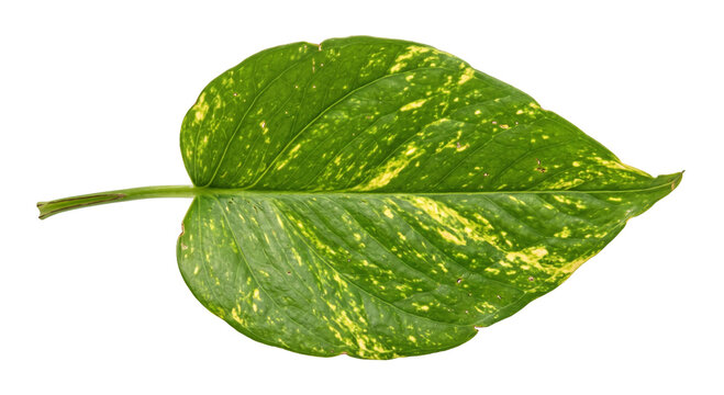 Close-up of a green and yellow variegated pothos leaf isolated on a transparent background