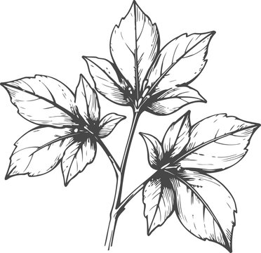 Detailed vintage botanical illustration of a three leaf plant branch with textured veins and stems