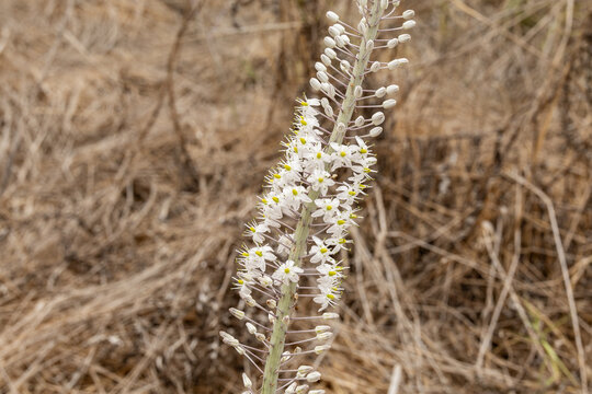 Flowering  stalk of sea squill Drimia maritima in an open area near Hermon River in northern Israel