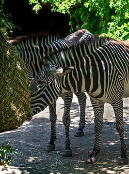 Grevy zebras eating hay. Latin name - Equus grevyi	