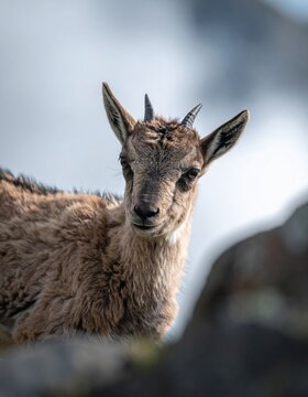 Close Up Portrait of Wild Mountain Goat Kid on Rocks