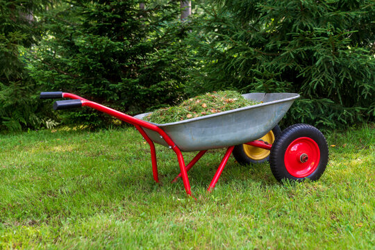 Two-Wheeled Wheelbarrow Filled with Fresh Grass Clippings