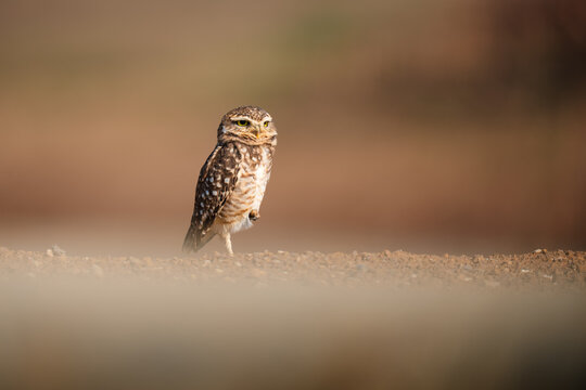 Burrowing owl standing on ground looking sideways
