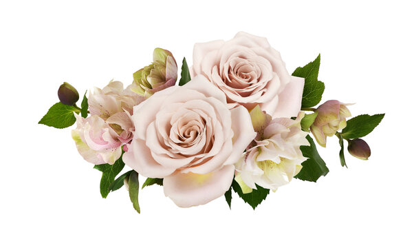Cream flowers of rose in a corner arrangement isolated on white or transparent background