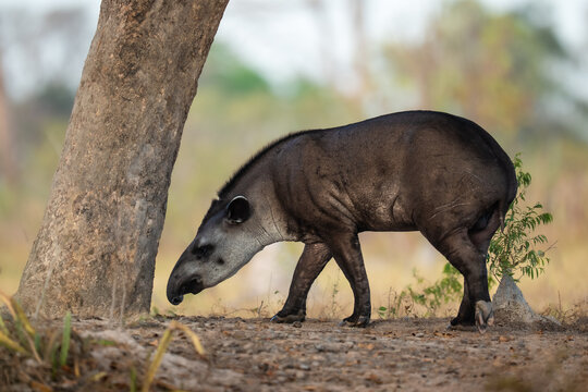 South american tapir walking near tree in pantanal