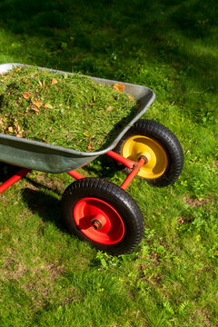 Wheelbarrow Filled with Fresh Grass Clippings