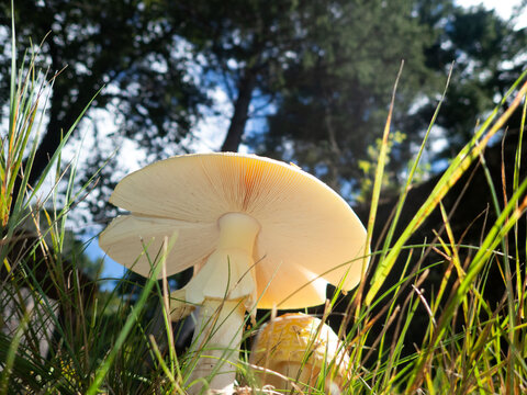White mushroom growing in grass beneath forest trees