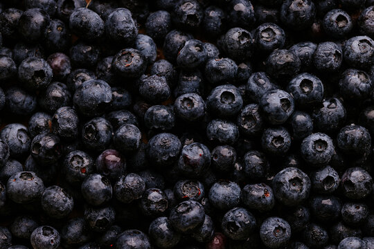 Fresh blueberry background with water droplets, close-up