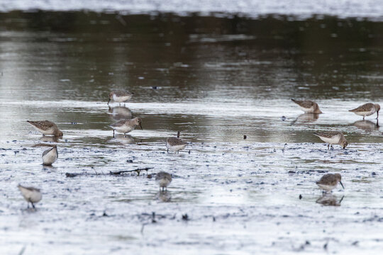 Flock of dunlin feeding on estuary mudflats
