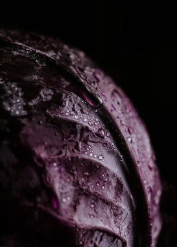 Macro close-up of wet purple cabbage leaf in dark