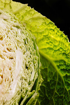 Close-up of fresh green cabbage leaves and cut core