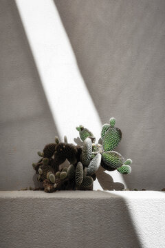 Cacti Growing on a Wall Under Sunlight in an Outdoor Setting