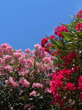 Pink flowers oleander nerium shrubs