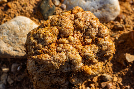 Textured carbonate nodule with botryoidal formations covered in fine sand grains resting on a rustic quarry ground, showcasing unique geological mineral patterns and earthy tones