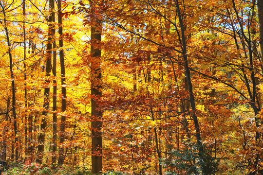 Beautiful, dense beech forest in the full splendor of golden autumn.