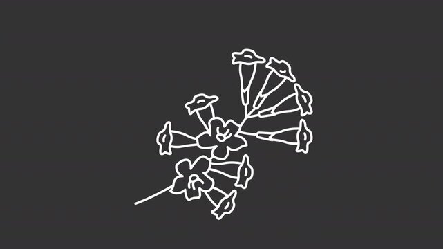 Animated blooming plumeria white line icon. Brazilian flora outline animation. Tropical ipe tree blossom. Frangipani aromatic flowers. Exotic botany. Dark mode linear motion graphic loop
