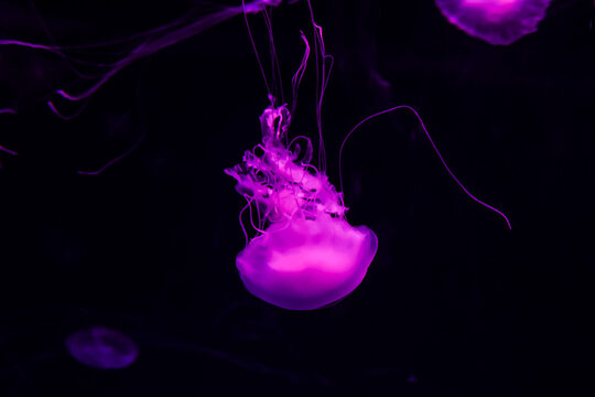 Glowing Purple Jellyfish Floating in Dark Water