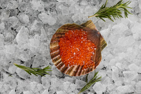 Red salmon caviar in scallop shell on crushed ice. Sprigs of rosemary around. Top view, glossy orange roe, grey background. Luxury seafood appetizer