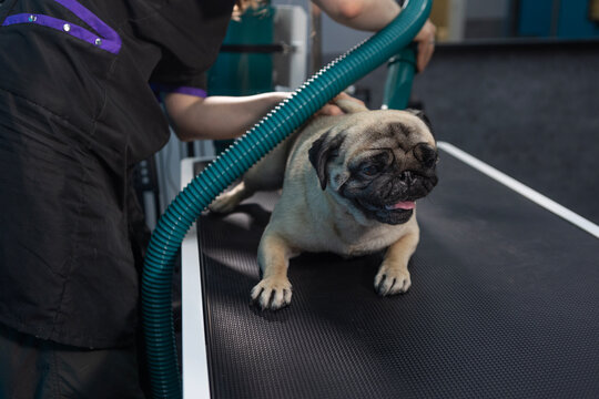 Pug on grooming table with hair dryer for drying its fur. Procedure at pet store. Dog is relaxed, sticking out his tongue