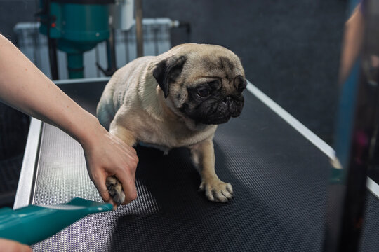 Pug on grooming table with hair dryer for drying its fur. Molting of dogs. Pet salon procedure. Dog relaxed with tongue out