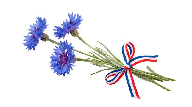 Bouquet de bleuets du souvenir avec ruban tricolore fran&ccedil;ais, sans fond, PNG transparent