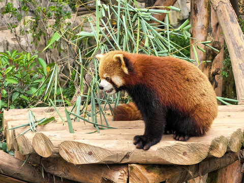 Red panda sitting on a wooden platform surrounded by bamboo leaves