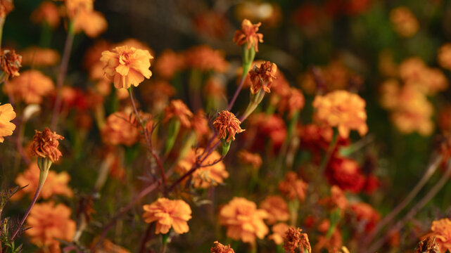A field of vibrant orange marigold flowers blooming and fading in the warm golden light of autumn.