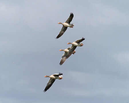 Four Greylag Geese (Anser anser) flying under an overcast October sky
