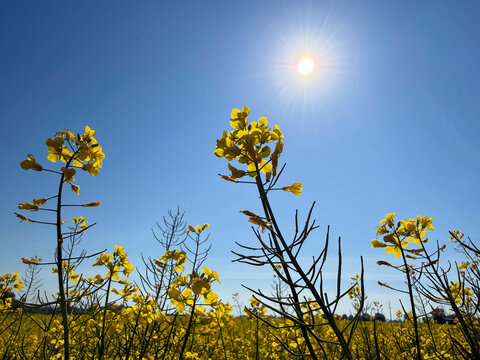 Canola rapeseed yellow flowering plant in field against sky
