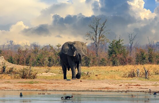 An African Elephant with trunk elevated and foot in the air while standing next to a waterhole in Nehimba, Hwange National Park, Zimbabwe