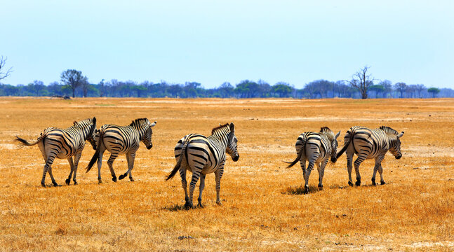 Small Herd of Zebra walking across the dry yellow African Savannah, with tree-line woodland in the distance, there is a pale blue hazy sky. Hwange National Park, imbabwe