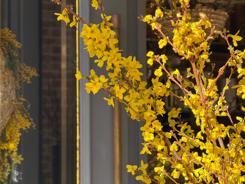 Forsythia yellow flowers golden bells in spring 