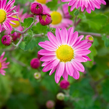 Chrysanthemum 'Wills Wonderful' or garden mum (Chrysanthemum x grandiflorum). Small simple flowers daisies-like with deep red buds opening onto strawberry petals around golden yellow center