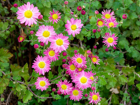 Chrysanthemum x grandiflorum - Garden mums 'Will's wonderful', decorative bushy pink daisy-like flowers with golden center above dense clump of dark green lobed leaves on erect branching stems