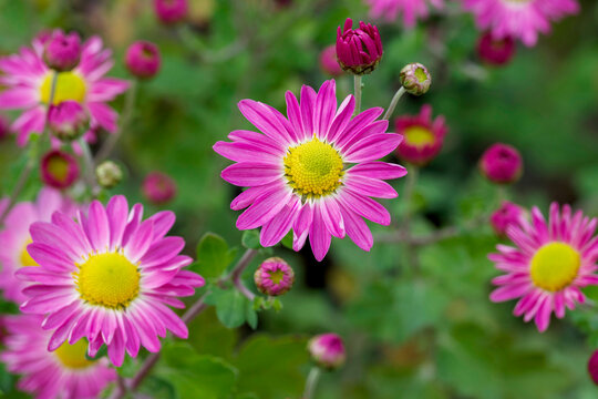 Garden mums 'Will's wonderful' (Chrysanthemum x grandiflorum) Upright woody stems bearing dense, lobed, green foliage with clusters of bright pink petaled flowers surrounding golden-yellow centers