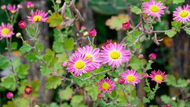 (Chrysanthemum grandiflorum 'Wills Wonderful' ) Clusters of Garden mums or Florist's mums with flower heads featuring bright pink petals and buds above lobed foliage along spreading stems