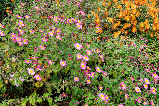 Clump of chrysanthemum grandiflorum (Garden mums 'Wills Wonderful') cultivated in a wildlife garden, offering a sequence of shocking hues, reddish with a dark pink edge and jaune-orange varieties