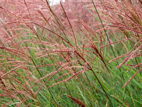 Dense, upright and arching clumps of eulalia grasses (Miscanthus sinensis 'Gracillimus') with fine, linear green leaves adorned with attractive light, silvery-pink, downy floral panicles