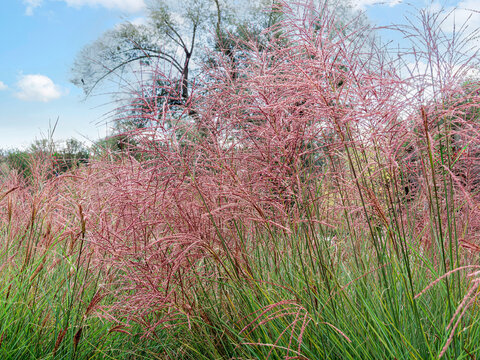 Miscanthus sinensis 'Gracillimus' - Eulalia grass or Chinese silver grass. Ornamental grasses with light, downy panicles in shades of pinkish-red to silvery above thin, linear green leaves