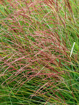 Miscanthus sinensis 'Gracillimmus', Mounf of Chinese silver grasses,or elephant grasses with inflorescences of fine, coppery-pink panicles atop fine green arching leaves 