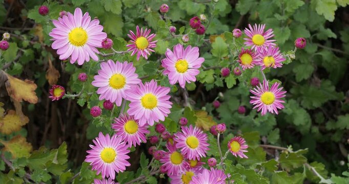 Chrysanthemum x grandiflorum 'Will's wonderful' | Garden mum - Florist's mum -  Hardy garden mum. Compact base of dark green, deeply cut leaves surrounding elegant pink flowers with yellow centers