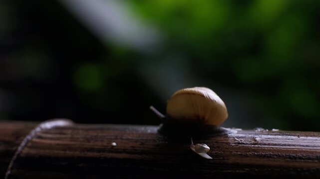 Macro footage of small and large garden snails on wet wood surrounded by greenery