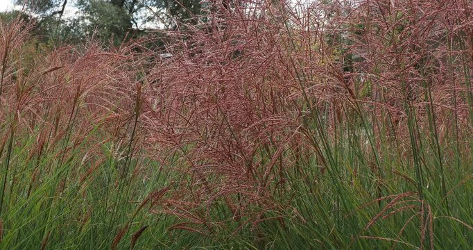 Miscanthus sinensis 'Gracillimus' | Clump of Maiden Grasses or Chinese Silver Grasses with green narrow foliage bending under the weight of feathery plumes flowers coppery red undulating in the wind