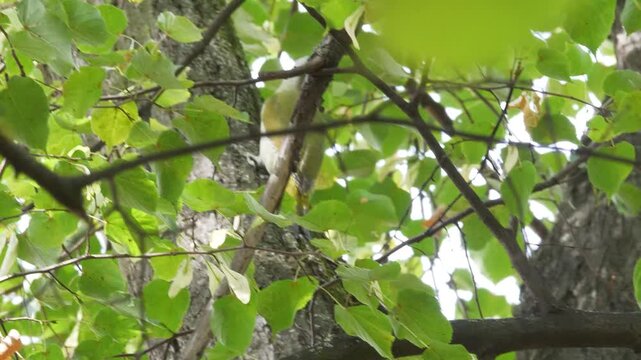 The grey-headed woodpecker climbing on a tree (Picus canus). 